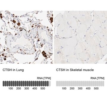 Anti-CTSH antibody produced in rabbit Prestige Antibodies&#174; Powered by Atlas Antibodies, affinity isolated antibody, buffered aqueous glycerol solution