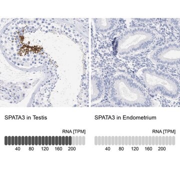 Anti-SPATA3 antibody produced in rabbit Prestige Antibodies&#174; Powered by Atlas Antibodies, affinity isolated antibody, buffered aqueous glycerol solution