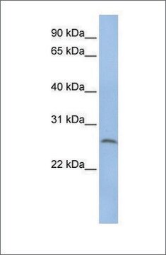 Anti-ELA1 antibody produced in rabbit affinity isolated antibody