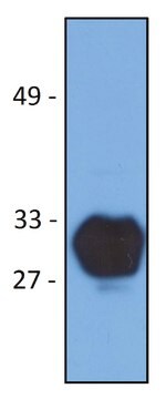 Monoclonal Anti-HLA-DR1 antibody produced in rat clone MEM-267, purified immunoglobulin, buffered aqueous solution