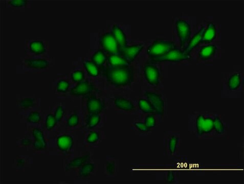 Anti-TRIM39 antibody produced in mouse purified immunoglobulin, buffered aqueous solution