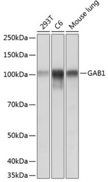 Anti-GAB1 Antibody, clone 5C5Q1, Rabbit Monoclonal