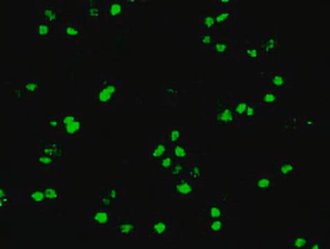 Anti-Oct-4 Antibody, clone 9B7 clone 9B7, from mouse