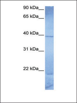 Anti-ZNF121 antibody produced in rabbit affinity isolated antibody