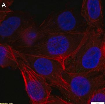 Anti-CD226/DNAM-1 Antibody, clone NewE1 ZooMAb&#174; Mouse Monoclonal recombinant, expressed in HEK 293 cells