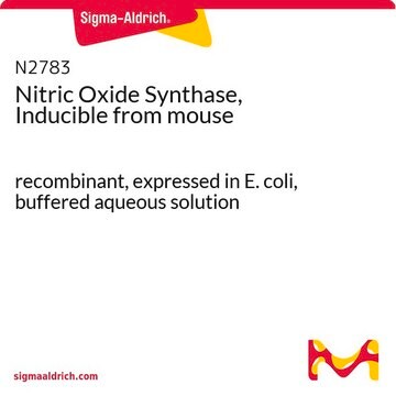 Nitric Oxide Synthase, Inducible from mouse recombinant, expressed in E. coli, buffered aqueous solution