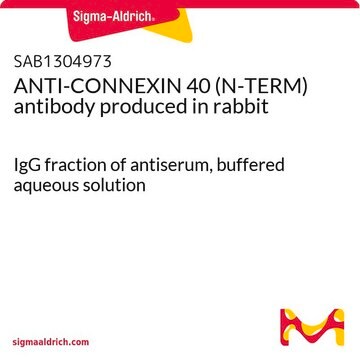 ANTI-CONNEXIN 40 (N-TERM) antibody produced in rabbit IgG fraction of antiserum, buffered aqueous solution