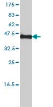 Monoclonal Anti-KCNF1 antibody produced in mouse clone 1B2-7B6, purified immunoglobulin, buffered aqueous solution