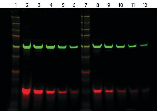 Monoclonal Anti-biotin IgG, CF&#8482;770 antibody produced in mouse ~2&#160;mg/mL, clone 3D6.6, affinity isolated antibody, buffered aqueous solution