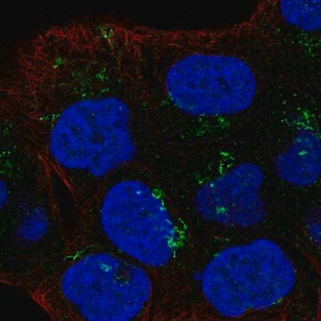 Anti-LTBR antibody produced in rabbit Prestige Antibodies&#174; Powered by Atlas Antibodies, affinity isolated antibody