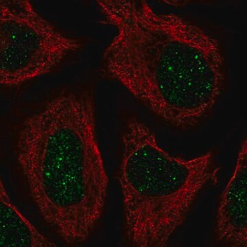 Anti-CNOT7 antibody produced in rabbit Prestige Antibodies&#174; Powered by Atlas Antibodies, affinity isolated antibody