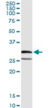 Anti-PSMB4 antibody produced in rabbit purified immunoglobulin, buffered aqueous solution