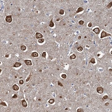 Anti-NCKAP1L antibody produced in rabbit Prestige Antibodies&#174; Powered by Atlas Antibodies, affinity isolated antibody, buffered aqueous glycerol solution