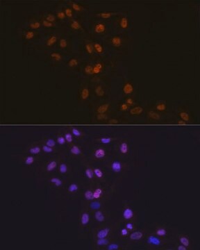 Anti- DNMT1 antibody produced in rabbit