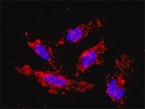 Monoclonal Anti-MAP3K1 antibody produced in mouse clone 2F6, purified immunoglobulin, buffered aqueous solution