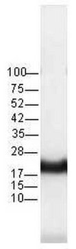 Anti-Pan-Ras (Ab-3) Mouse mAb (RAS 10) liquid, clone RAS 10, Calbiochem&#174;