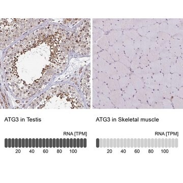 Anti-ATG3 antibody produced in rabbit Prestige Antibodies&#174; Powered by Atlas Antibodies, affinity isolated antibody, buffered aqueous glycerol solution