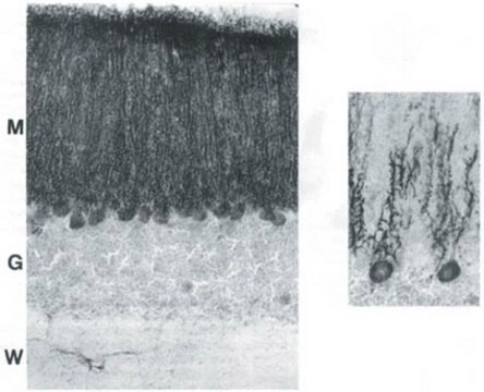 Anti-Cranin Antibody, aa572-604 of human sequence, clone 6C1 ascites fluid, clone 6C1, Chemicon&#174;