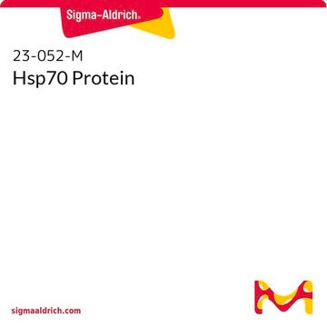 Hsp70 Protein