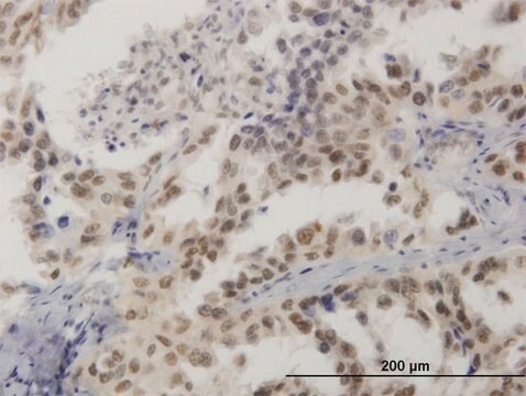 Monoclonal Anti-HMG20B antibody produced in mouse clone 1F6, purified immunoglobulin, buffered aqueous solution