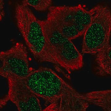 Anti-GEN1 antibody produced in rabbit Prestige Antibodies&#174; Powered by Atlas Antibodies, affinity isolated antibody, buffered aqueous glycerol solution