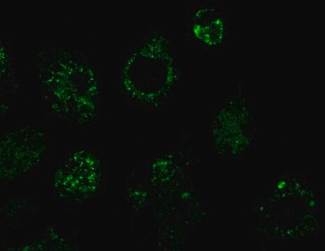 BioTracker CDg16 Activated Macrophage Probe