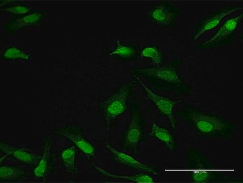 Anti-DDB1 antibody produced in mouse purified immunoglobulin, buffered aqueous solution