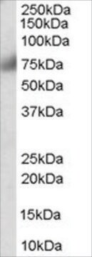 Anti-FGFR1 antibody produced in goat affinity isolated antibody, buffered aqueous solution