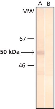 Monoclonal Anti-Phosphoserine antibody produced in mouse clone PSR-45, ascites fluid