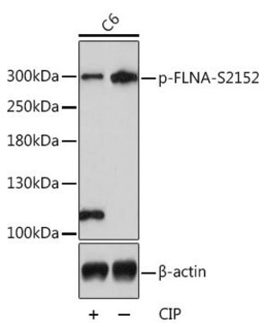 Anti-Phospho-FLNA-S2152 antibody produced in rabbit