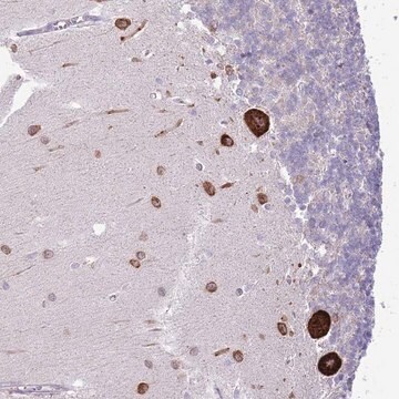 Anti-FBRSL1 antibody produced in rabbit Prestige Antibodies&#174; Powered by Atlas Antibodies, affinity isolated antibody, buffered aqueous glycerol solution