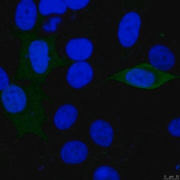 Anti-Luciferase from rabbit, purified by affinity chromatography