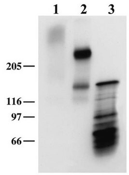 Anti-Neurocan Antibody Chemicon&#174;, from mouse