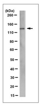 Anti-BRE1-A (RNF20) Antibody, clone 8A4.2 clone 8A4.2, from mouse