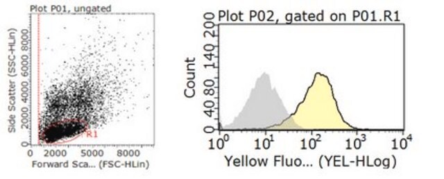 Anti-HLA Class I Antigens Antibody, clone W6/32 clone W6/32, from mouse