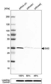 Anti-EMD antibody produced in rabbit Prestige Antibodies&#174; Powered by Atlas Antibodies, affinity isolated antibody, buffered aqueous glycerol solution