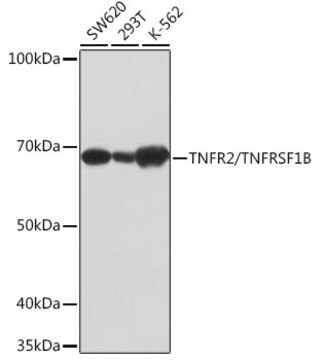 Anti-TNFR2/TNFRSF1B Antibody, clone 7S1K0, Rabbit Monoclonal