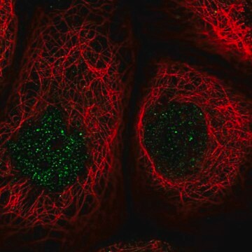 Anti-MCM8 antibody produced in rabbit Prestige Antibodies&#174; Powered by Atlas Antibodies, affinity isolated antibody