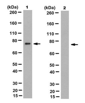 Anti-Prelamin-A Antibody, clone 7G11 clone 7G11, from rat