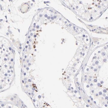 Anti-ACTRT1 antibody produced in rabbit Prestige Antibodies&#174; Powered by Atlas Antibodies, affinity isolated antibody, buffered aqueous glycerol solution