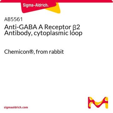 Anti-GABA A Receptor &#946;2 Antibody, cytoplasmic loop Chemicon&#174;, from rabbit