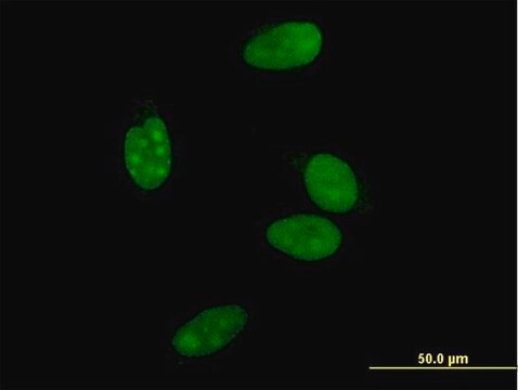 Monoclonal Anti-NR0B2 antibody produced in mouse clone 1A11, purified immunoglobulin, buffered aqueous solution