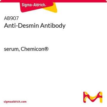 Anti-Desmin Antibody serum, Chemicon&#174;