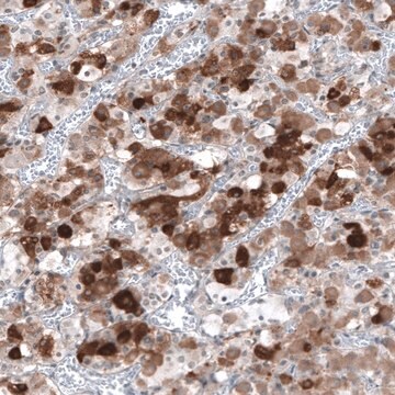 Anti-TSHB antibody produced in rabbit Prestige Antibodies&#174; Powered by Atlas Antibodies, affinity isolated antibody