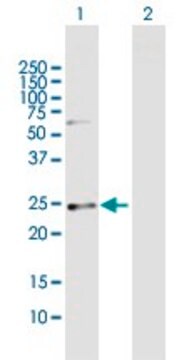 Anti-CSN1S1 antibody produced in mouse purified immunoglobulin, buffered aqueous solution