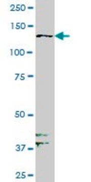 Monoclonal Anti-PTK7 antibody produced in mouse clone 4A6, purified immunoglobulin, buffered aqueous solution