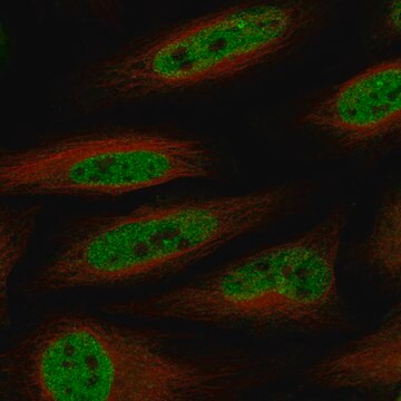 Monoclonal Anti-Smarca4 Antibody Produced In Mouse Prestige Antibodies&#174; Powered by Atlas Antibodies, clone CL13779, affinity isolated antibody, buffered aqueous glycerol solution