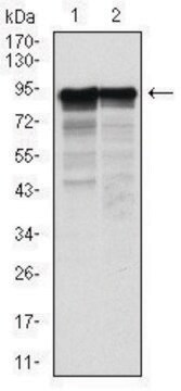 Monoclonal Anti-NEFL antibody produced in mouse clone 2G10, purified immunoglobulin, buffered aqueous solution