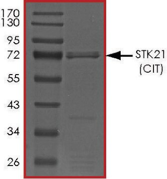 STK21 (CIT), Active recombinant