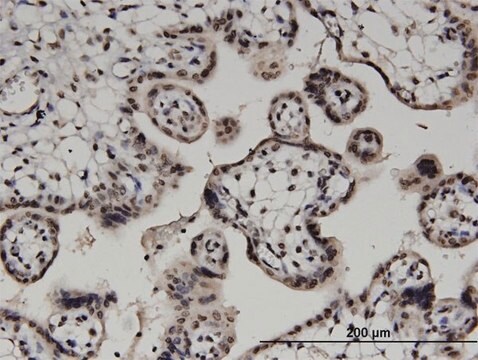 Monoclonal Anti-DGKA antibody produced in mouse clone 2B7, purified immunoglobulin, buffered aqueous solution